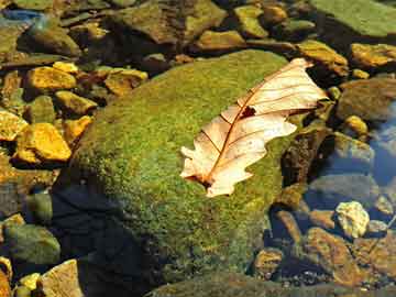 實(shí)時(shí)模糊動(dòng)畫(huà)視頻下載與智能屋門價(jià)格，未來(lái)生活新篇章的兩大科技焦點(diǎn)