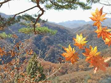 天津個(gè)人超市轉(zhuǎn)讓最新消息與花唄付款實(shí)時(shí)動(dòng)態(tài)揭秘，最新動(dòng)態(tài)一覽